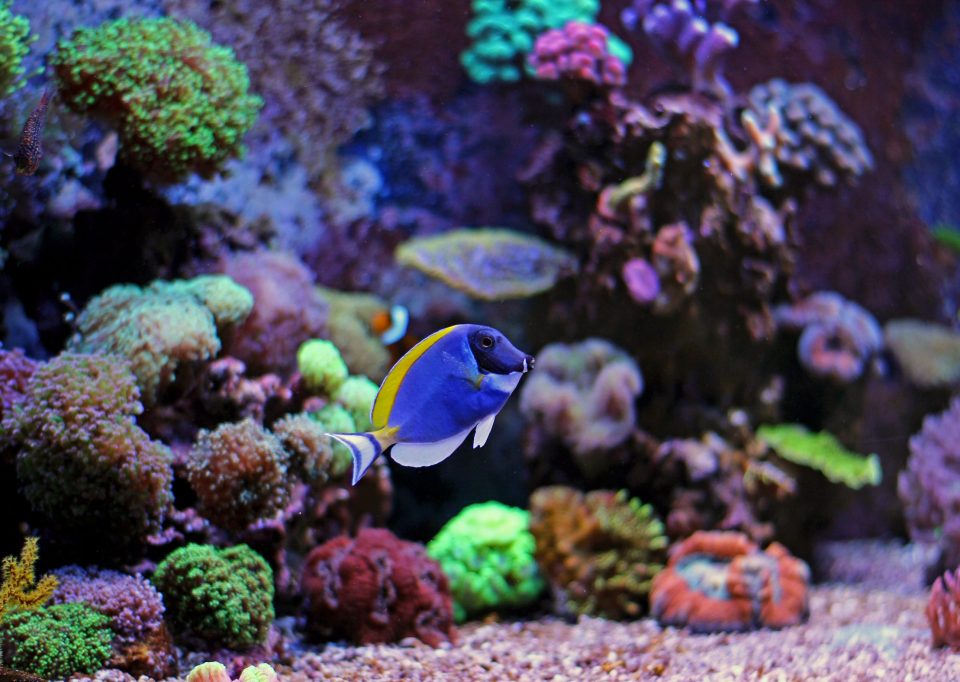 Coral reef aquarium tank