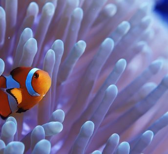 clown fish coral reef / macro underwater scene, view of coral fish, underwater diving